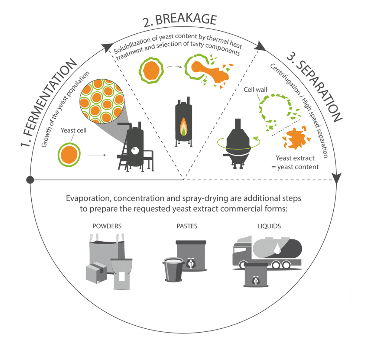 What is Yeast? All you need to know about yeast Explore Yeast