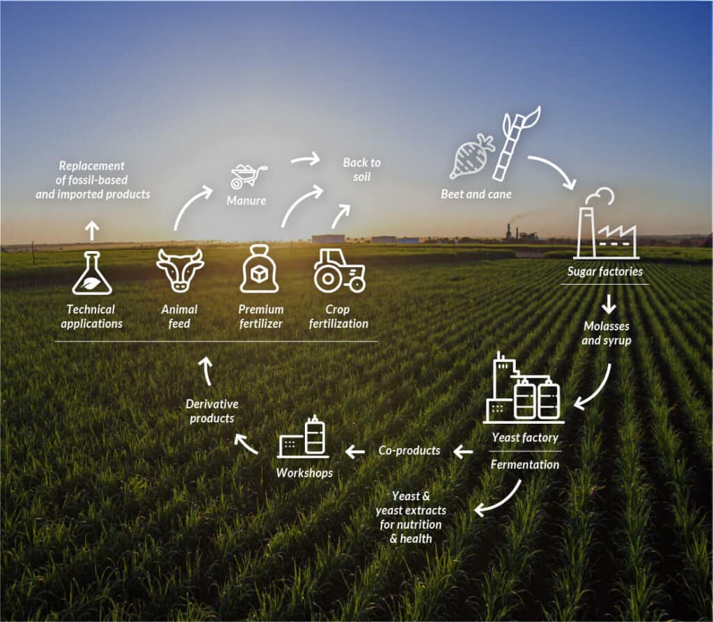 Yeast and Sustainability