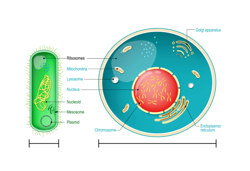 10 Questions to Find Out How Well You Know Yeast?