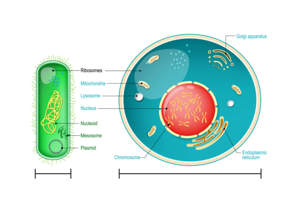 10 Questions to Find Out How Well You Know Yeast?