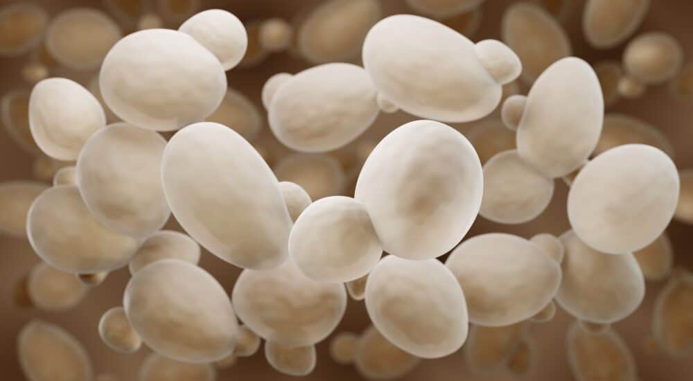 What factors influence yeast growth?