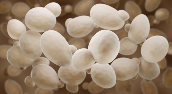What factors influence yeast growth?
